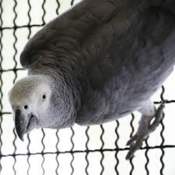 Birch Bird U-Type Swing - Picture 3 of 4